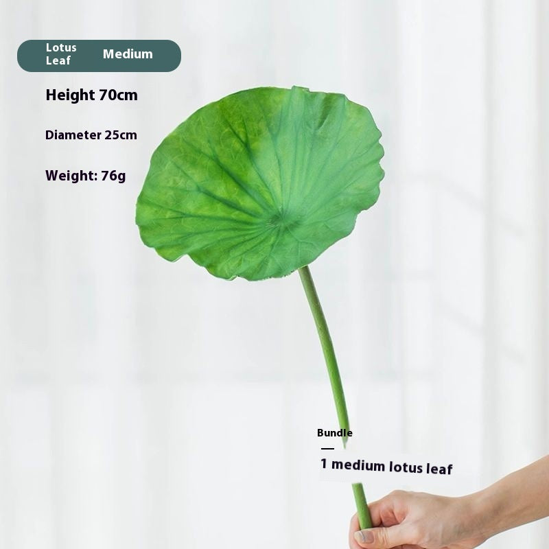 Flores Loto Vainas de Loto