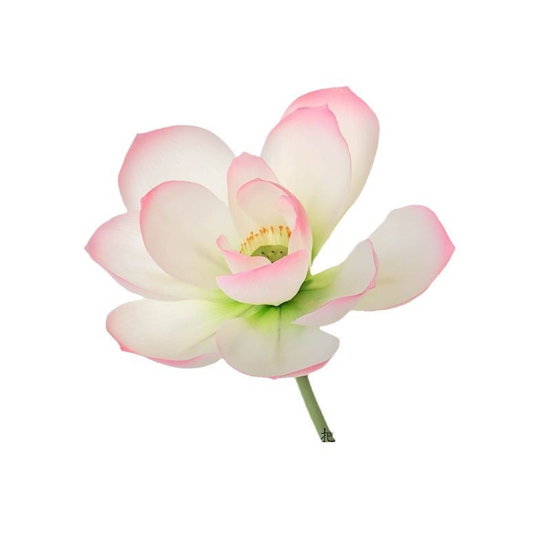 Flores Loto Vainas de Loto