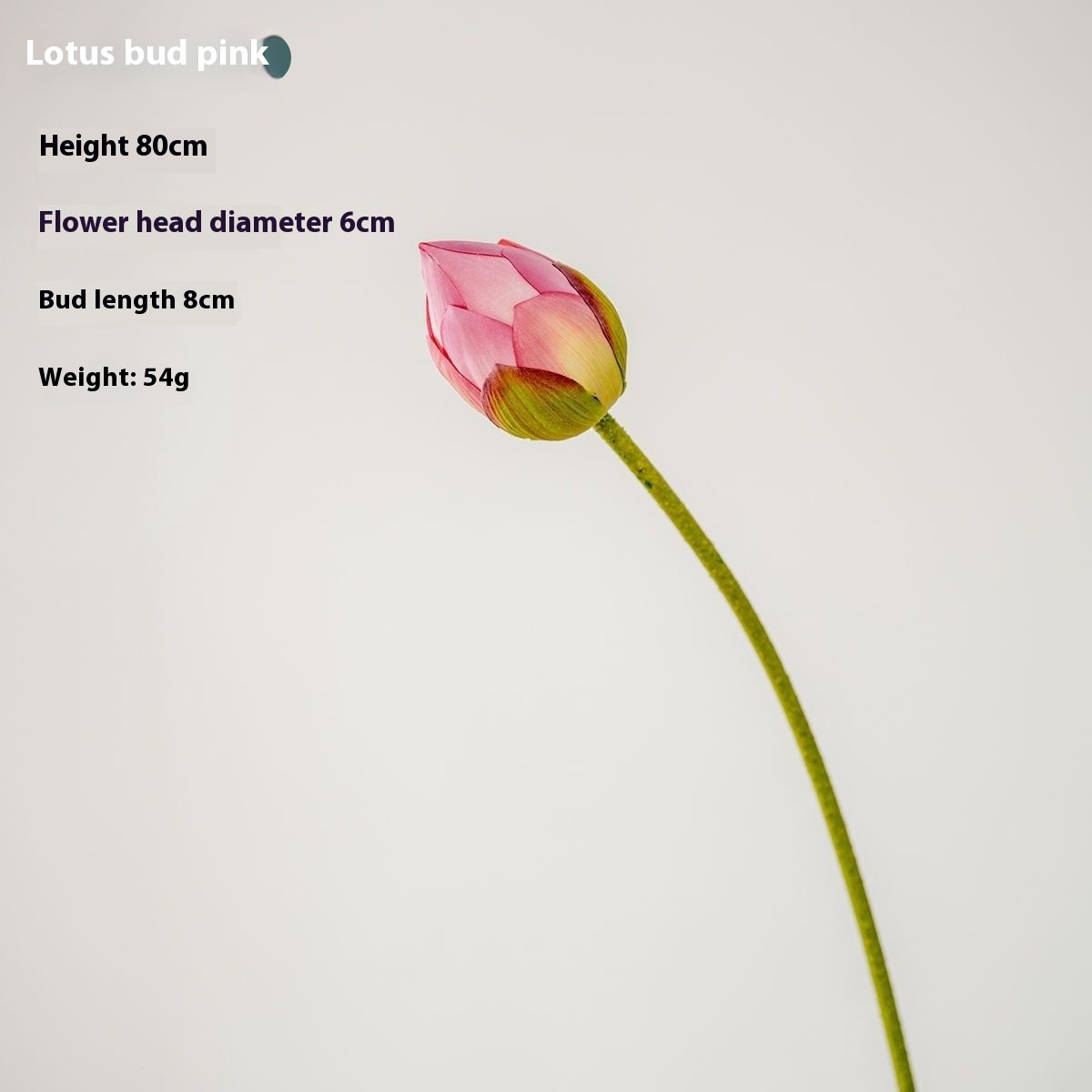 Fiori di loto Baccelli di loto