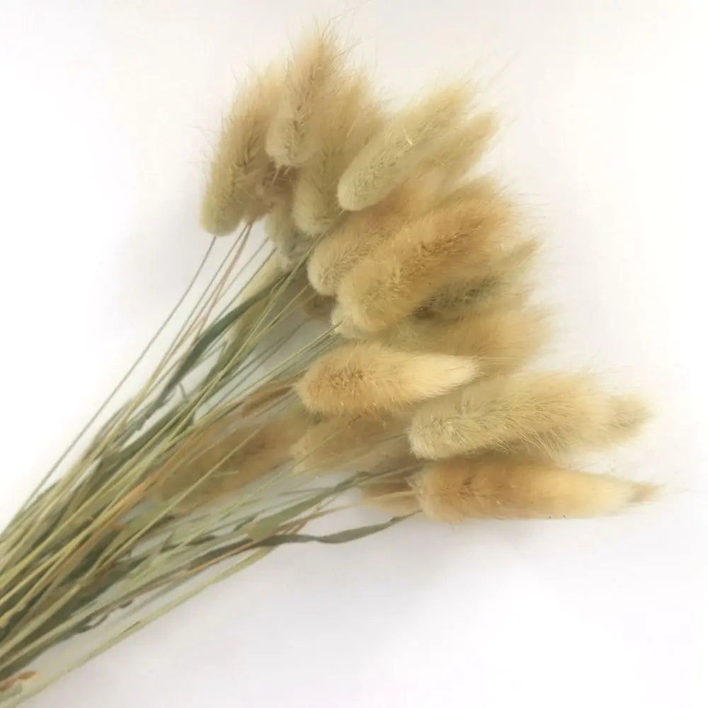 Hierba de cola de conejo seca natural de espiga de trigo real (50/100 piezas)