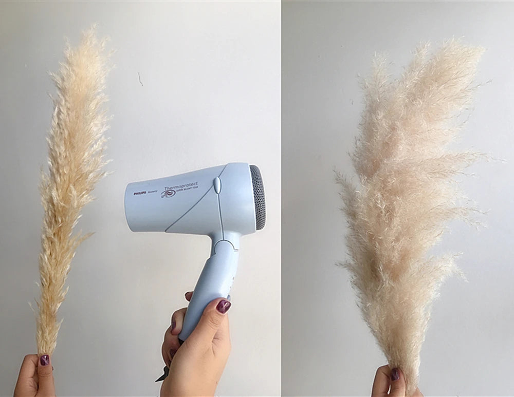 Hierba de la pampa seca y esponjosa, 110-120 cm