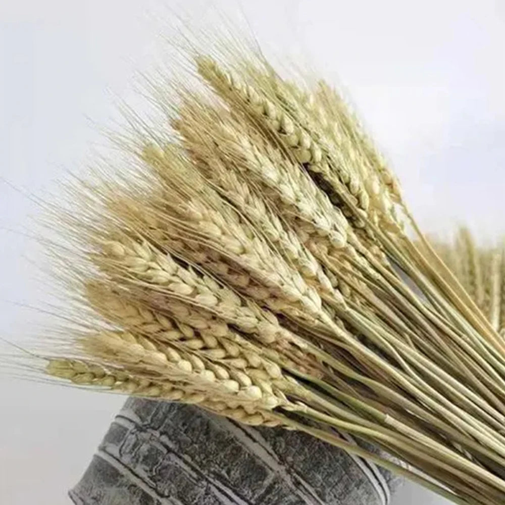 Hierba de cola de conejo seca natural de espiga de trigo real (50/100 piezas)