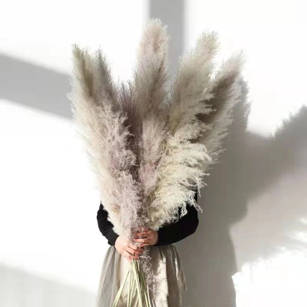 Hierba de la pampa seca y esponjosa, 110-120 cm