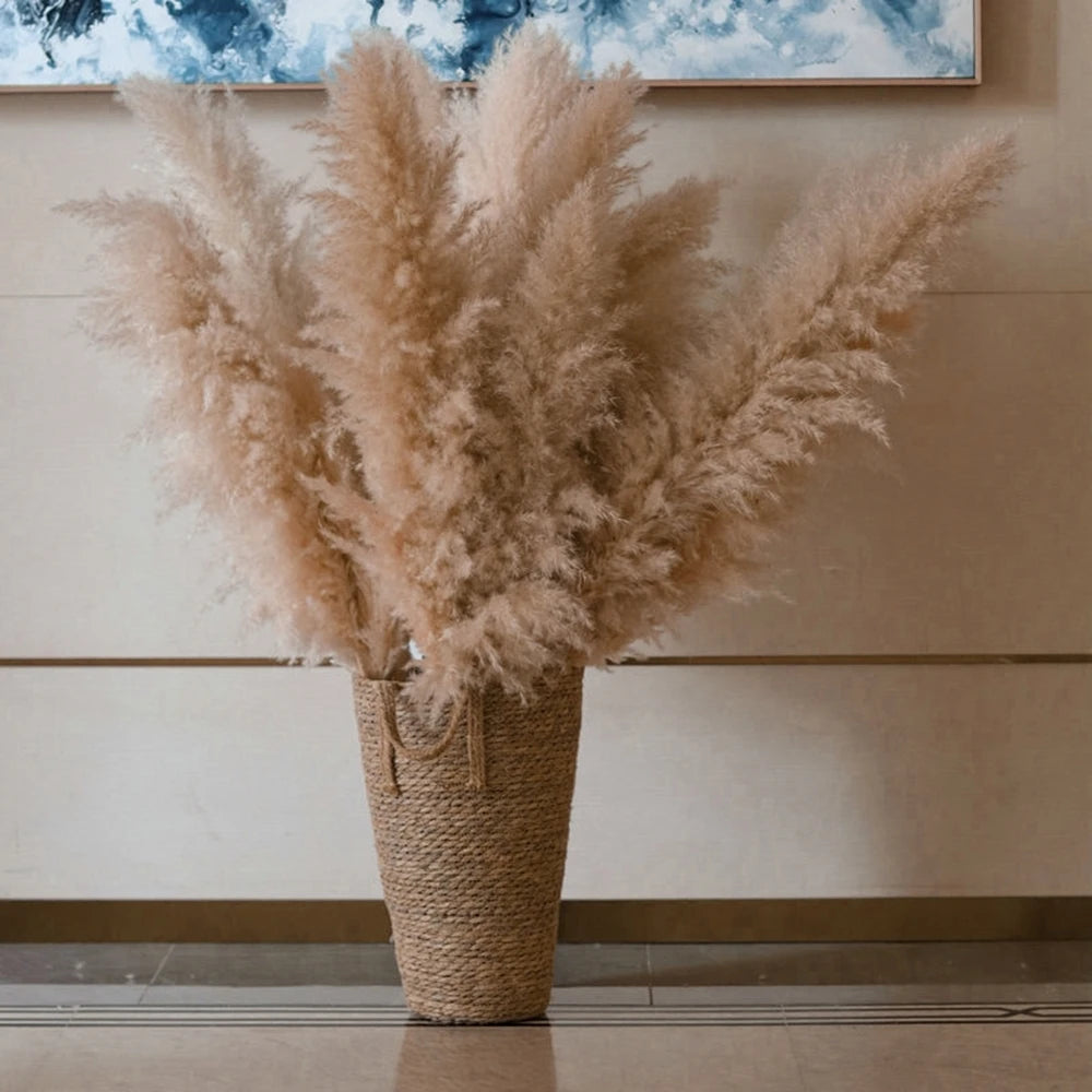 Hierba de la pampa seca y esponjosa, 110-120 cm