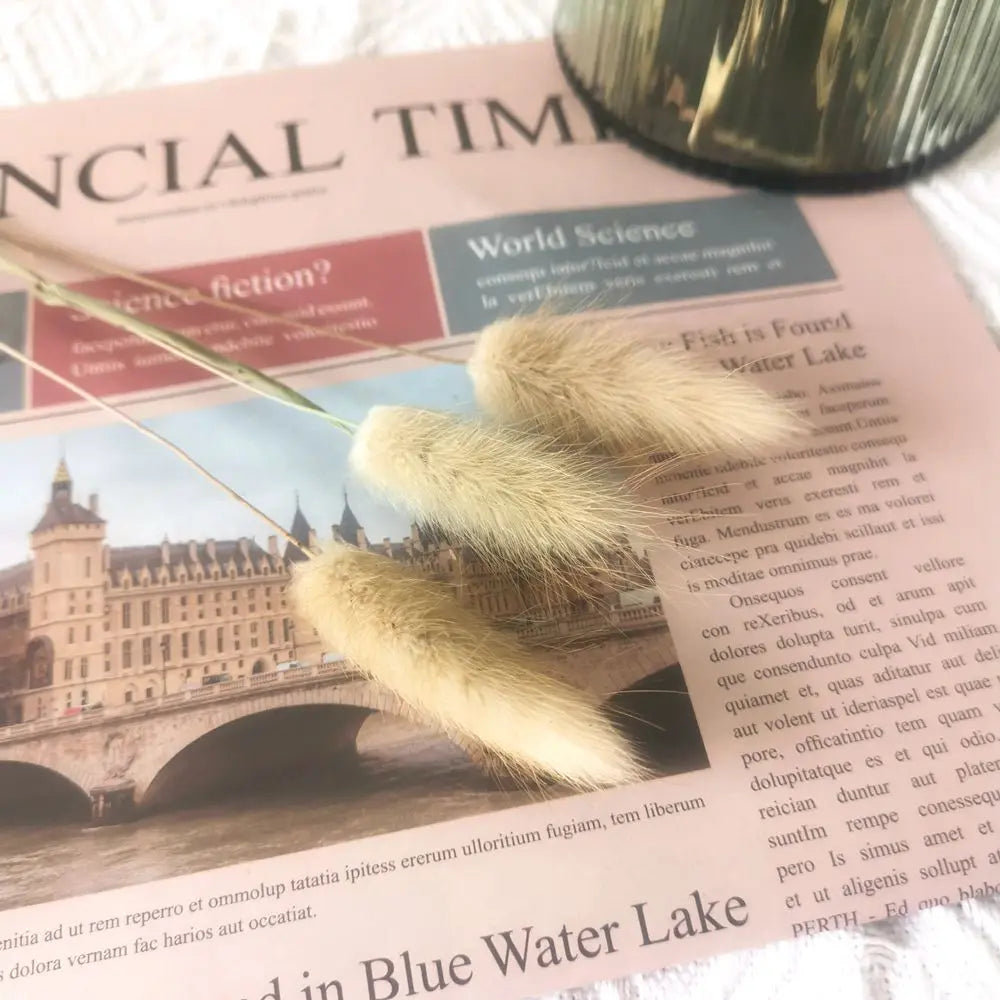 Hierba de cola de conejo seca natural de espiga de trigo real (50/100 piezas)