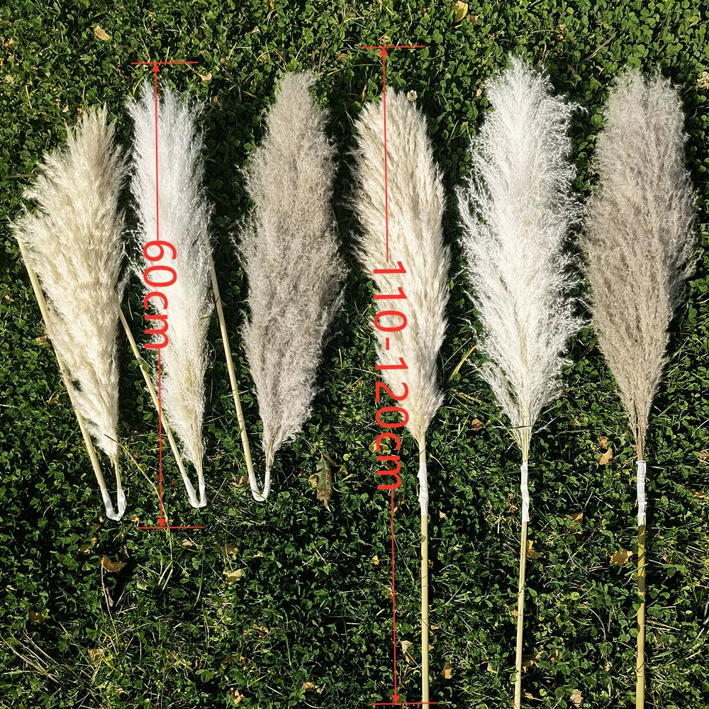 Hierba de la pampa seca y esponjosa, 110-120 cm