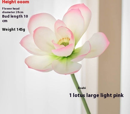 Flores Loto Vainas de Loto