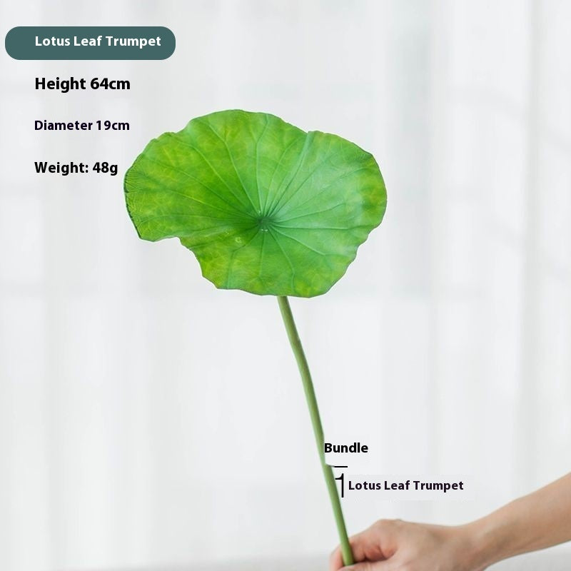 Flores Loto Vainas de Loto