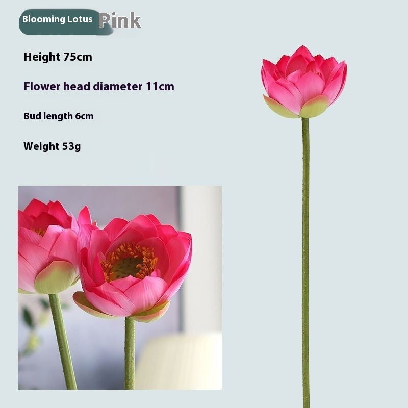 Flores Loto Vainas de Loto