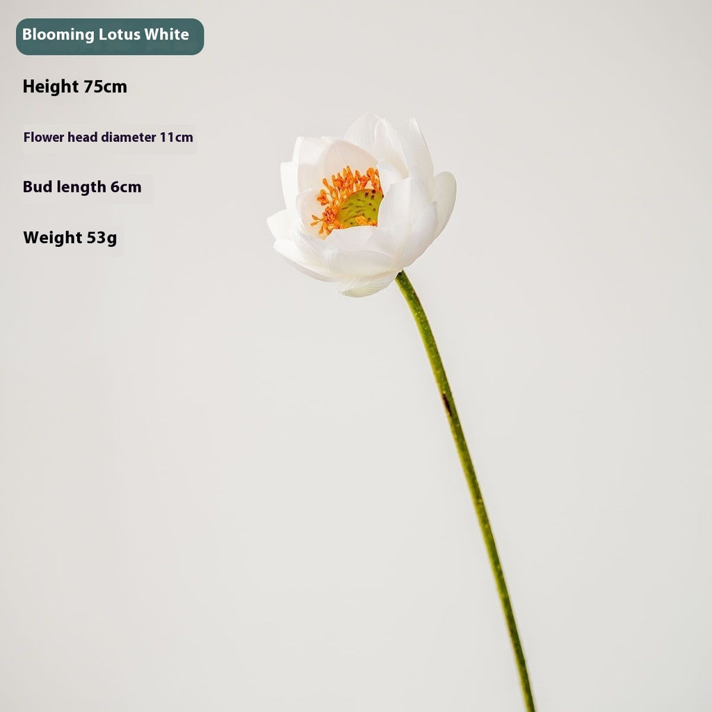 Flores Loto Vainas de Loto